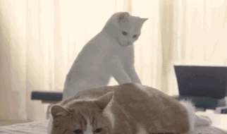 821301c3eac34208af5cabfdd3ba367c.gif
